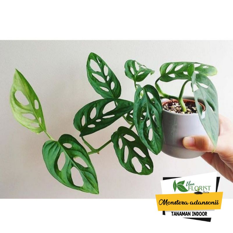 Bunga asli Janda bolong / Tanaman Hias Indoor Monstera Adansonii