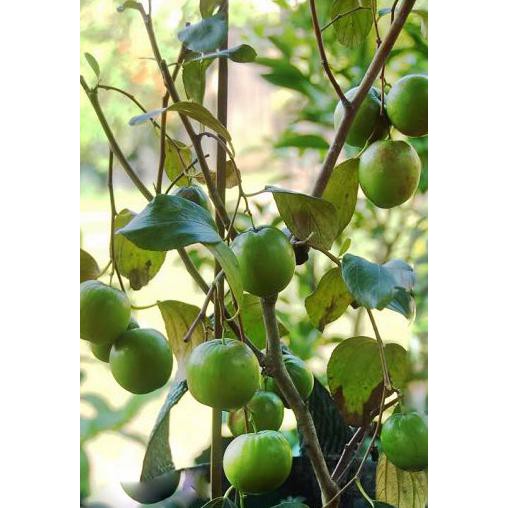 

Bibit Apel Putsa Kualitas Unggul Rasa Buah Yang Renyah