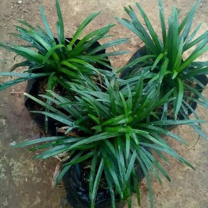 kucai mini - tanaman kucai - rumput kucai mini