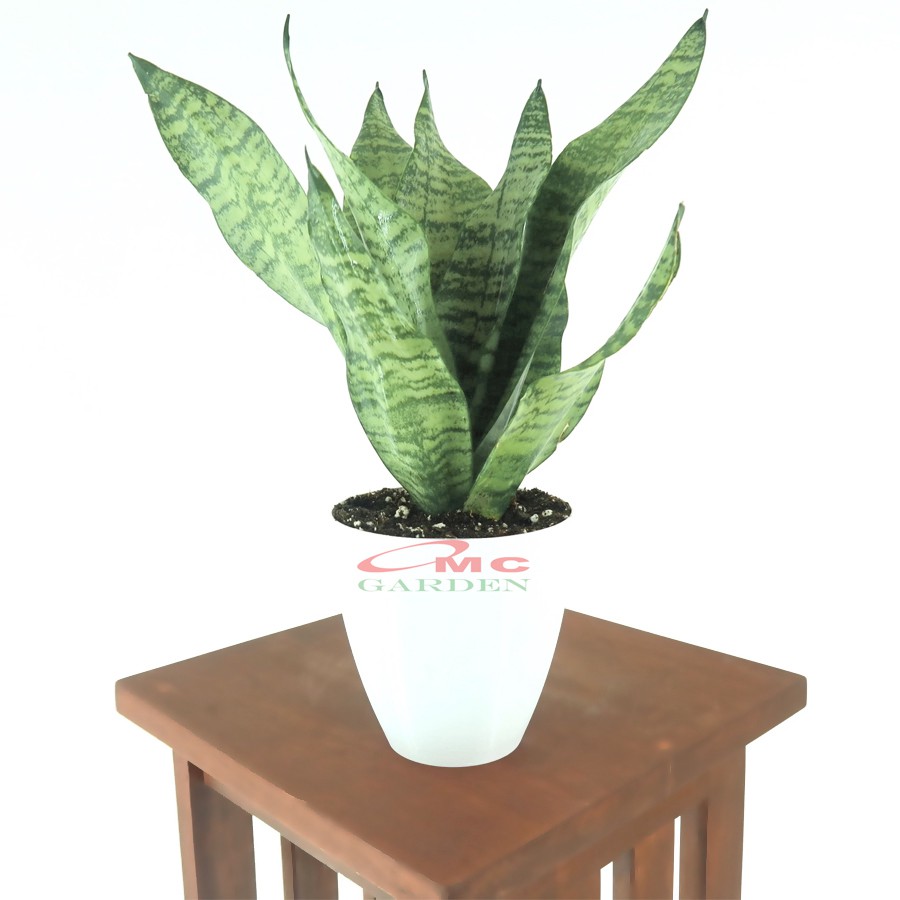 Lidah Mertua Sansevieria Sansivera Sansiviera Sensiviera Trifasciata Futura Robusta Hijau LM-H-4050