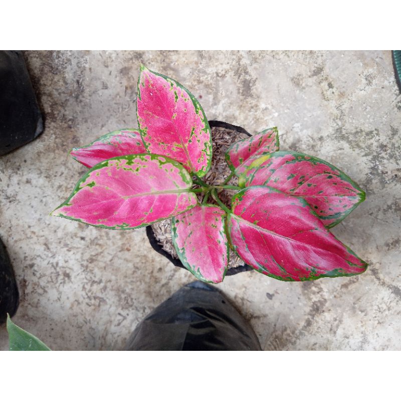 aglonema red anjamani dan dud anjamani