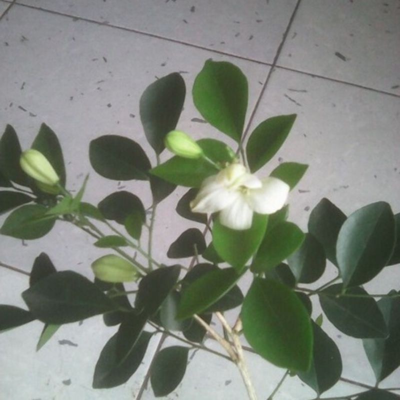 Bibit Bunga Kemuning Jawa Super