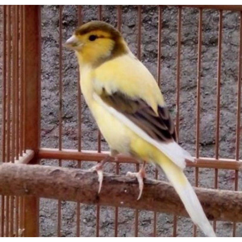 kenari bon kuning loper bahan body big