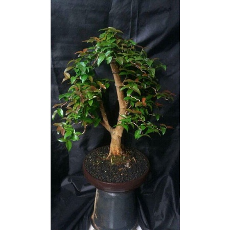 Bibit dewandaru/ Bahan bonsai