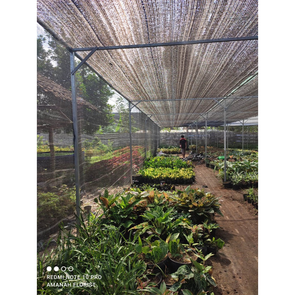 Bunga Kalatea Semangka Calathea Veitchiana Cantik Murah Berkualitas