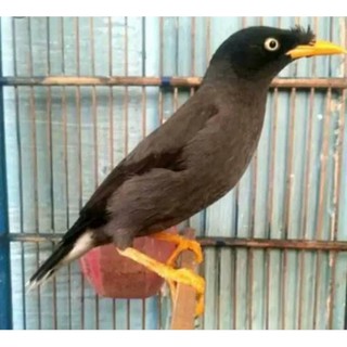 Burung Jalak Kebo Mata Putih Shopee Indonesia