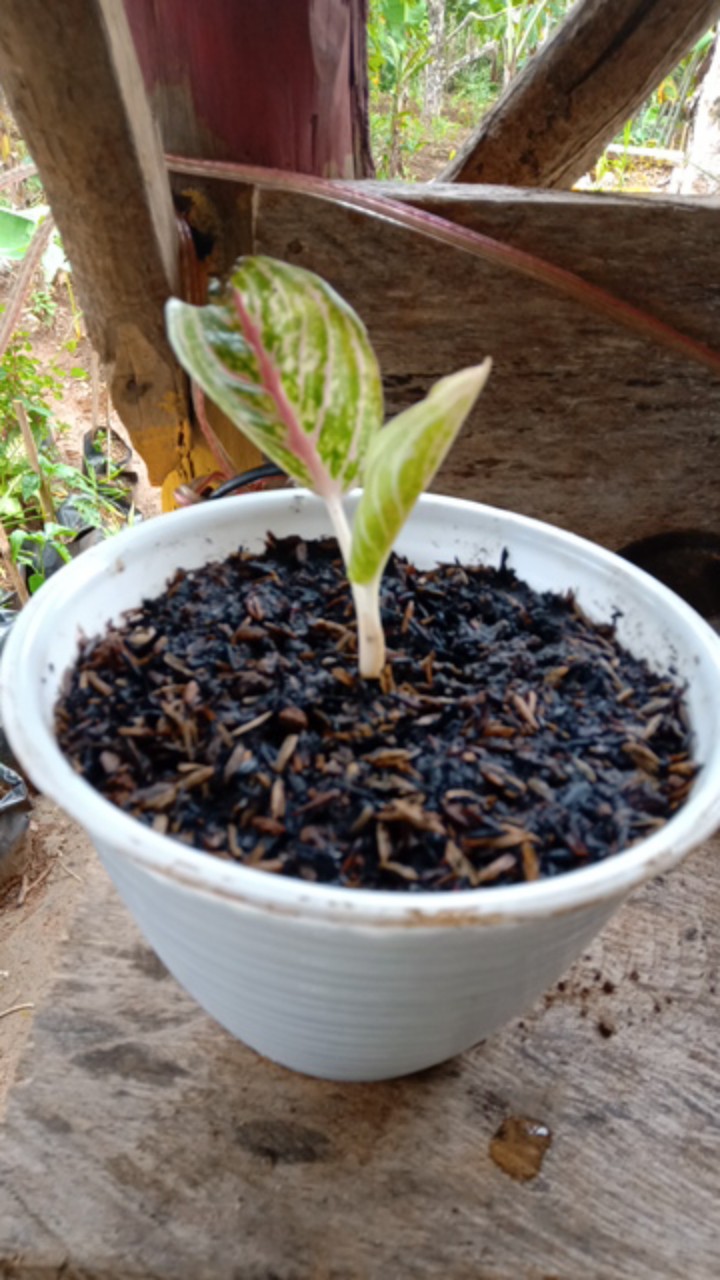 Bibit Aglonema Legacy Mangkok 2-3 Daun