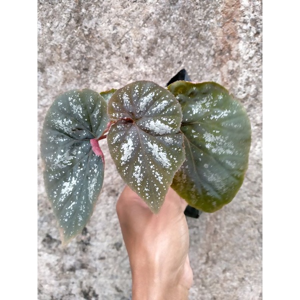 Begonia Rex Silver Tanaman Hias Hidup