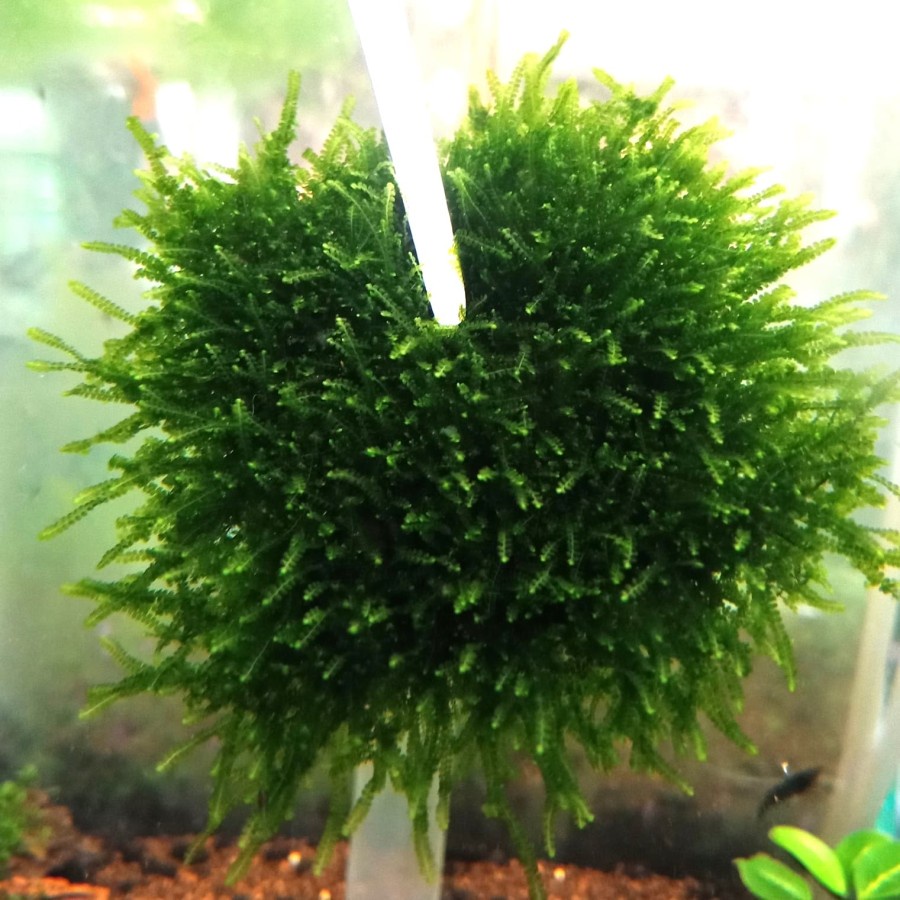 JAVA SPRING MOSS AKA MOSS MINI WEEPING AQUARIUM AQUASCAPE