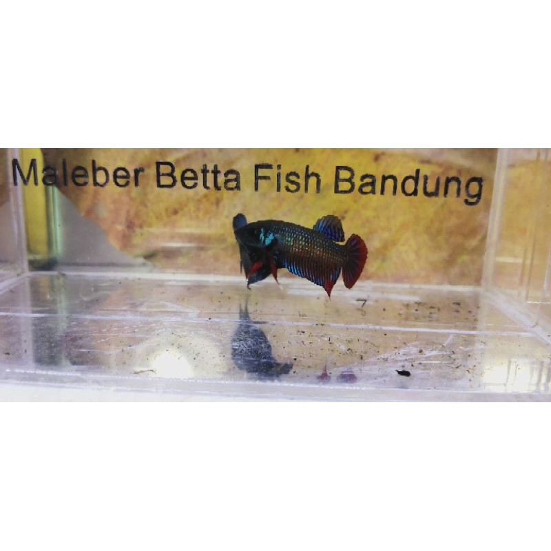 Cupang alam wild betta imbellis