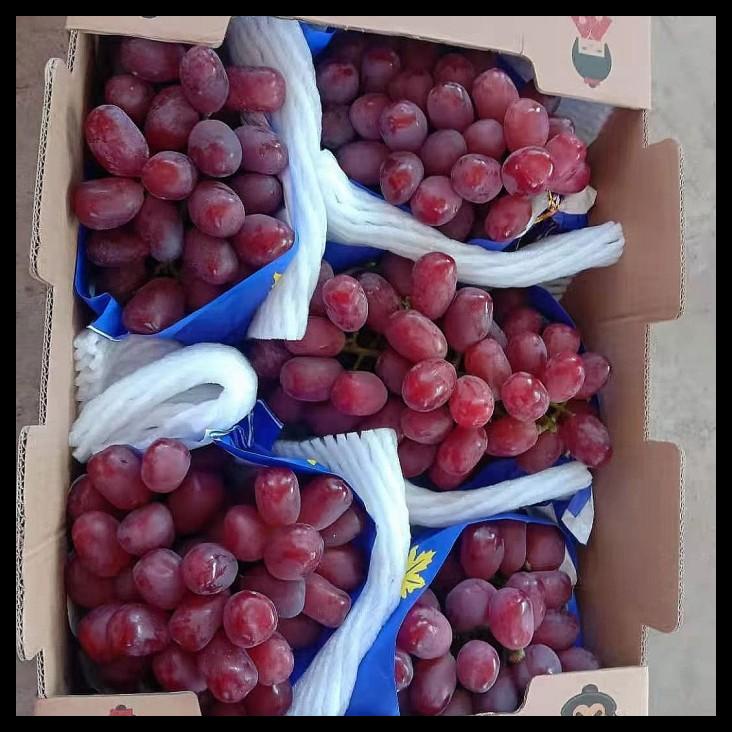

Anggur Merah Manis Australia Amerika Crimson Tanpa Biji Ada Biji