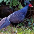 

telur ayam hias Nepal kalij pheasant