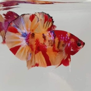 bettafish / ikan cupang, giant. sepasang (galaxy red koi