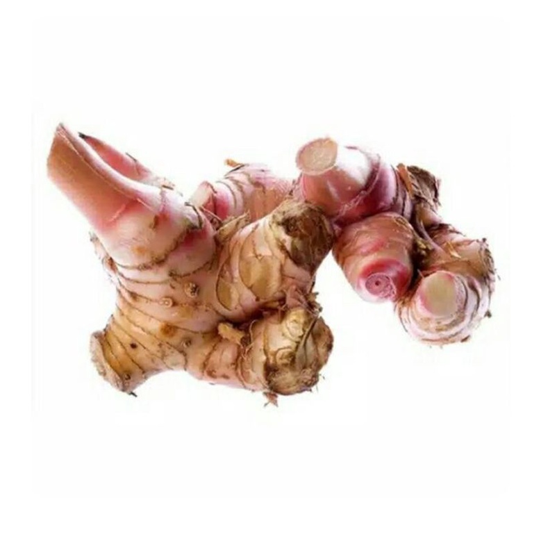 

Lengkuas / Laos Segar