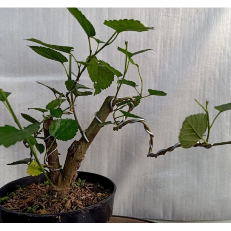 pohon bonsai murbei tanaman hias pohon bonsai murbei