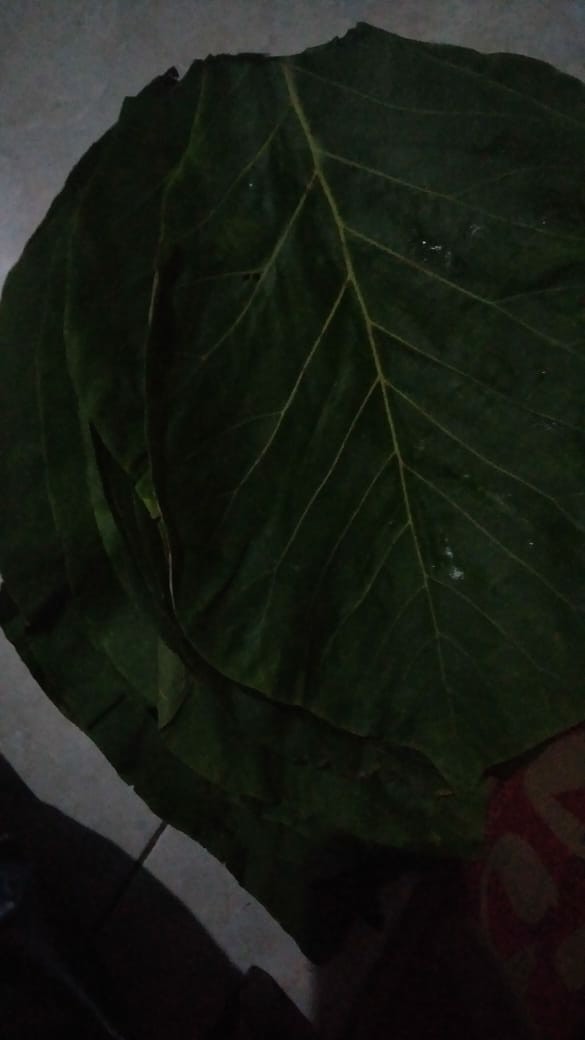 Daun Jati Segar 1kg