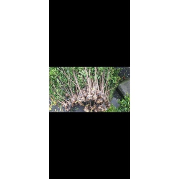 Bibit Kimeng Ficus Microcarpa