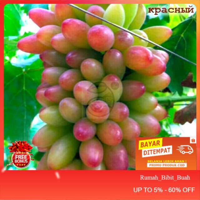 Bibit Anggur Impor Unggulan Muscat Merah Manis Cepat Berbuah Dan Cocok Disegala Cuaca. (BISA COD)