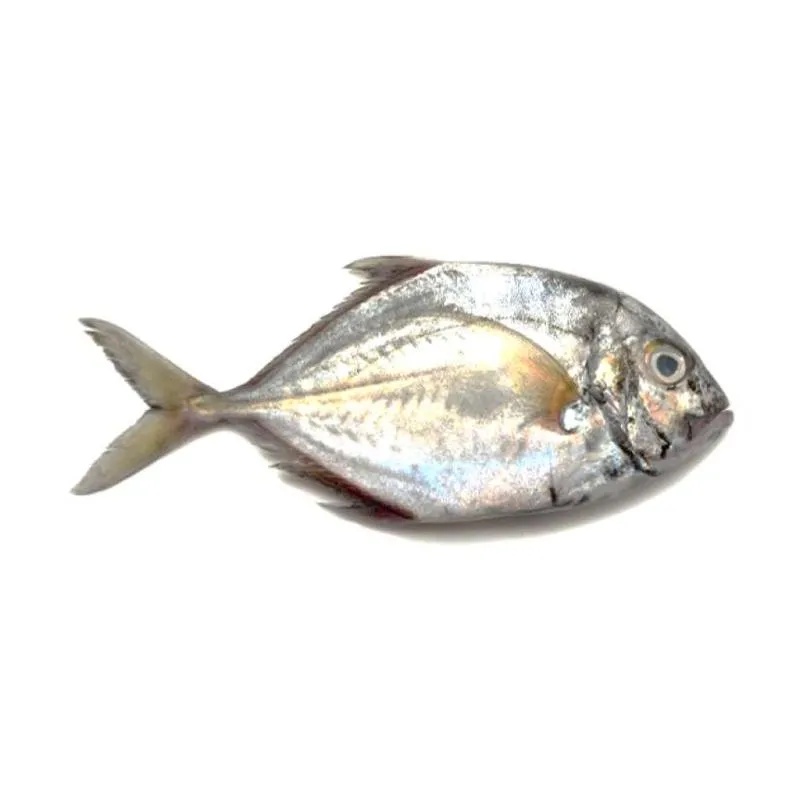 

Ikan Kue Gepeng Fresh 1000 gram | 1 kg