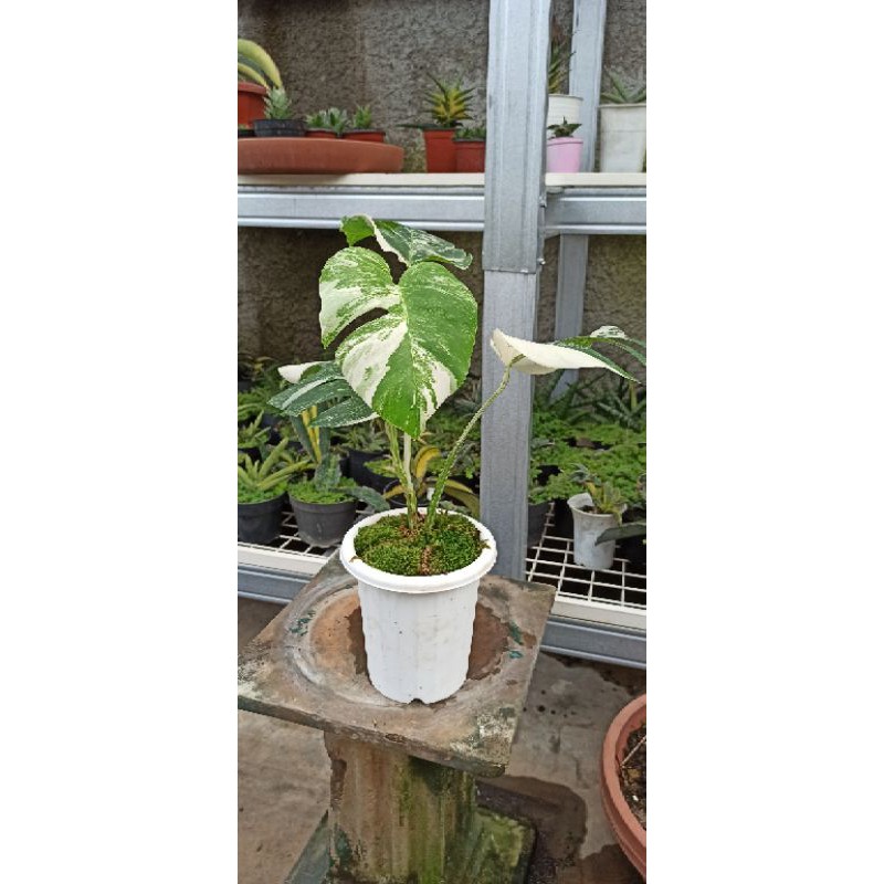 monstera Albo varigata