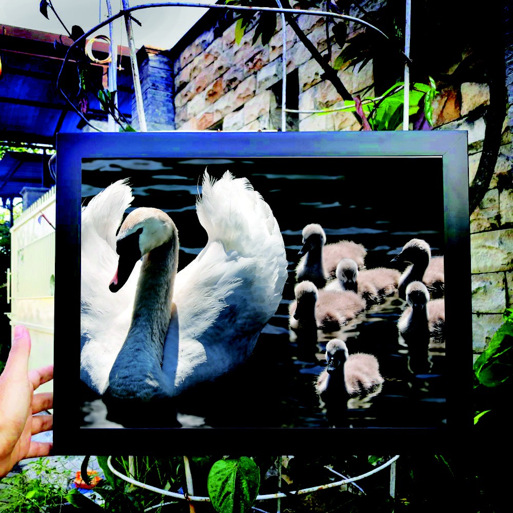 Pigura gambar Hewan, Hiasan Gambar Hewan, Hiasan Gambar