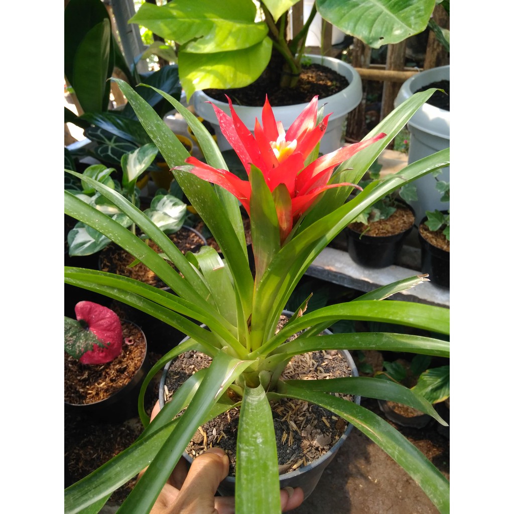 Bromeliad Guzmania 'Rana'