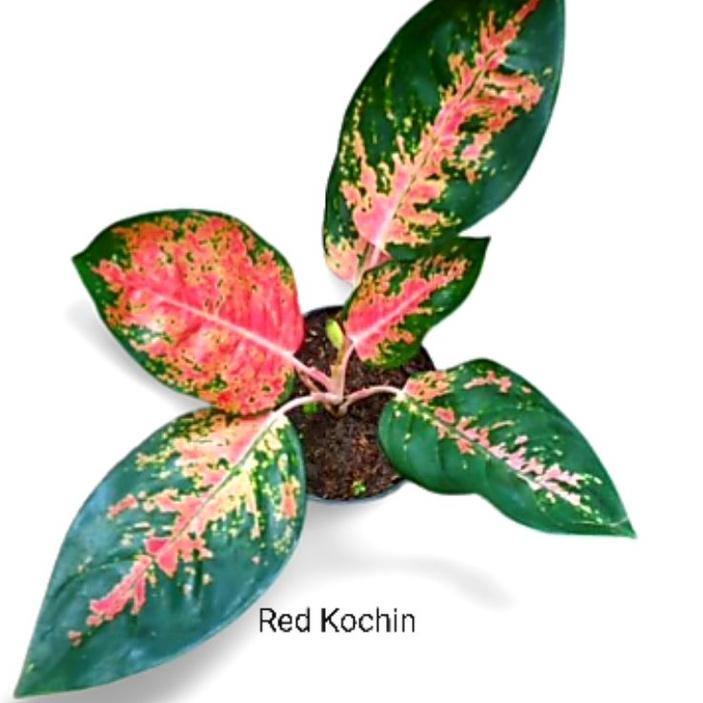 Paling Dicari Aglonema Red Anjamani Besar 9-13 DAUN