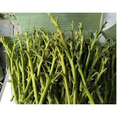 Entres/Batang Segar/Cutting Alpukat Hass