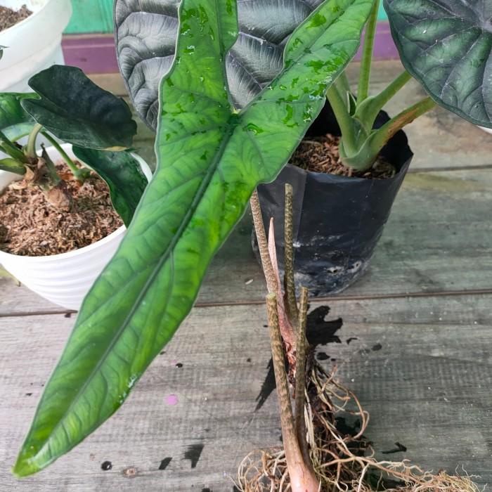 Ready Alocasia zebrina trigina Kualitas Terjamin