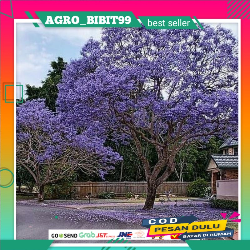 bibit tabebuya ungu