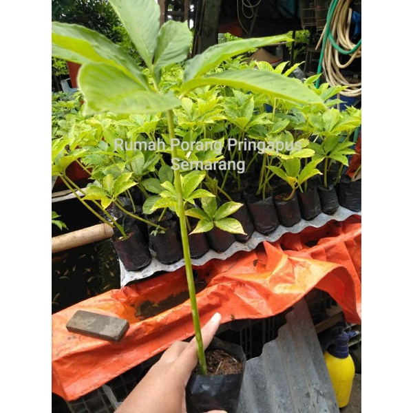 

Bibit Porang Katak Super