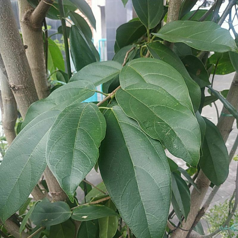 

Daun cincau fresh cutting