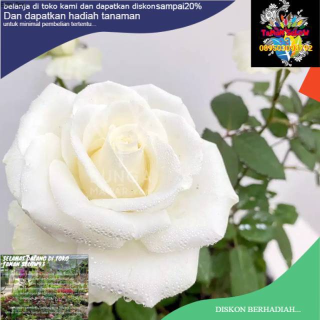 Tanaman hias bunga mawar Holland merah/ mawar Holland putih