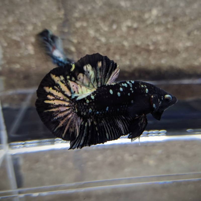 [BELI 2 GRATIS 1] Avatar cooper rintik pasir jahanam (ML)