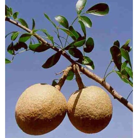 Bibit Kawista Batu/ Tanaman Kawista Batu