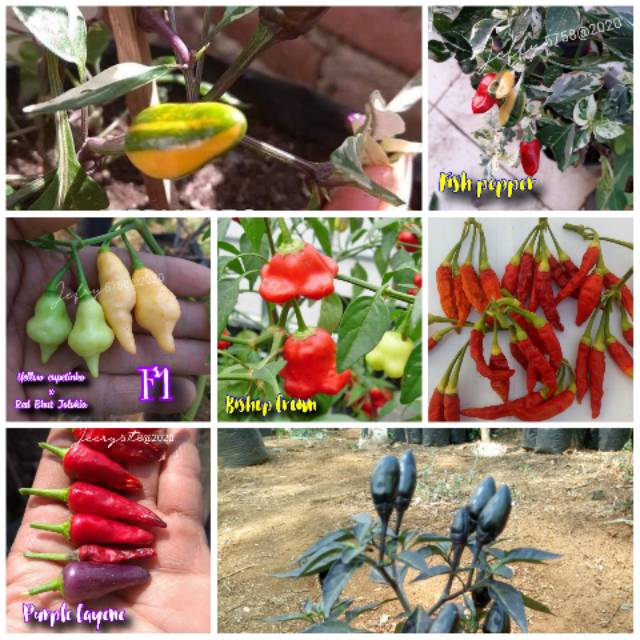 Paket APRIL  Benih cabe Hias import