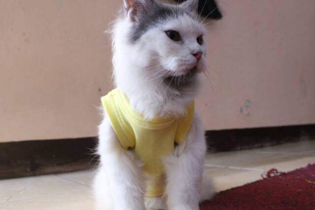 Kaos kucing lucu imut / baju kucing anjing / kaos polos kucing size S M L XL