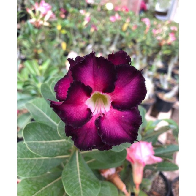 PROMO!!! TANAMAN HIAS ADENIUM KAMBOJA JEPANG BUNGA TUMPUK// PURPLE