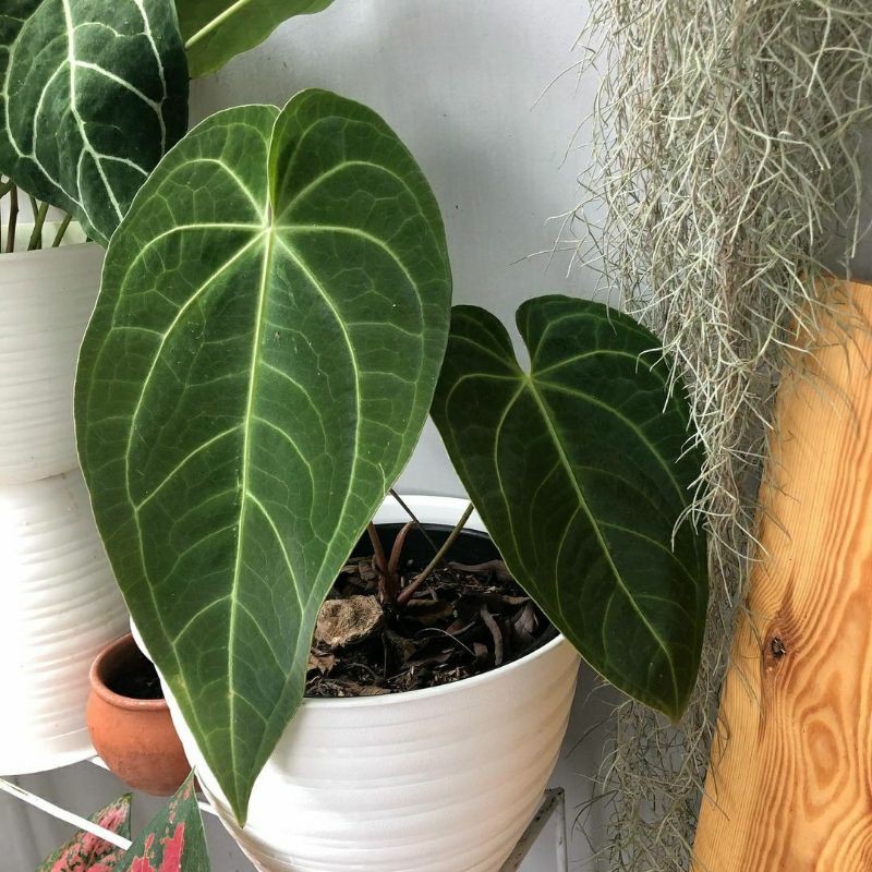 Anthurium Magnificum Verde