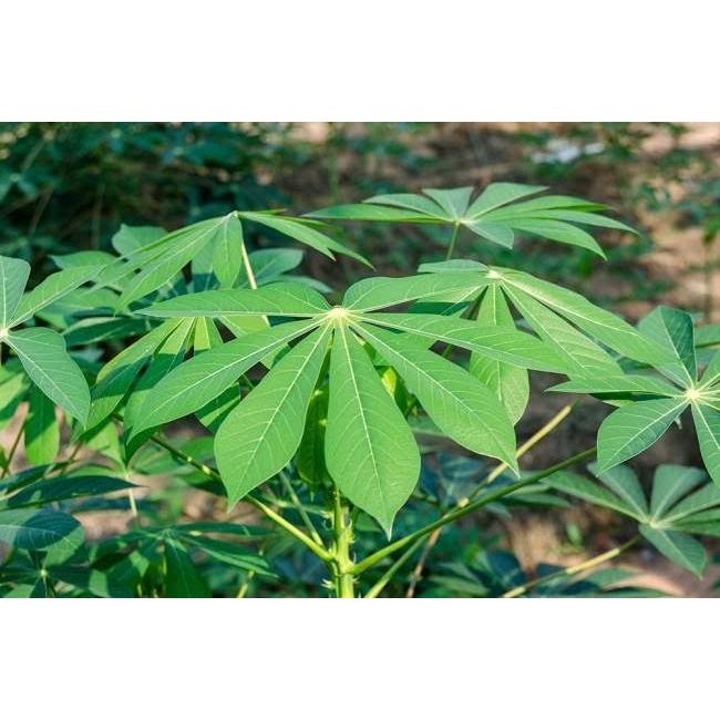 

Daun Singkong Segar 1 ikat