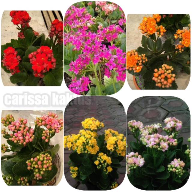  BUNGA HIAS KALANCHOE CALADIVA Shopee Indonesia