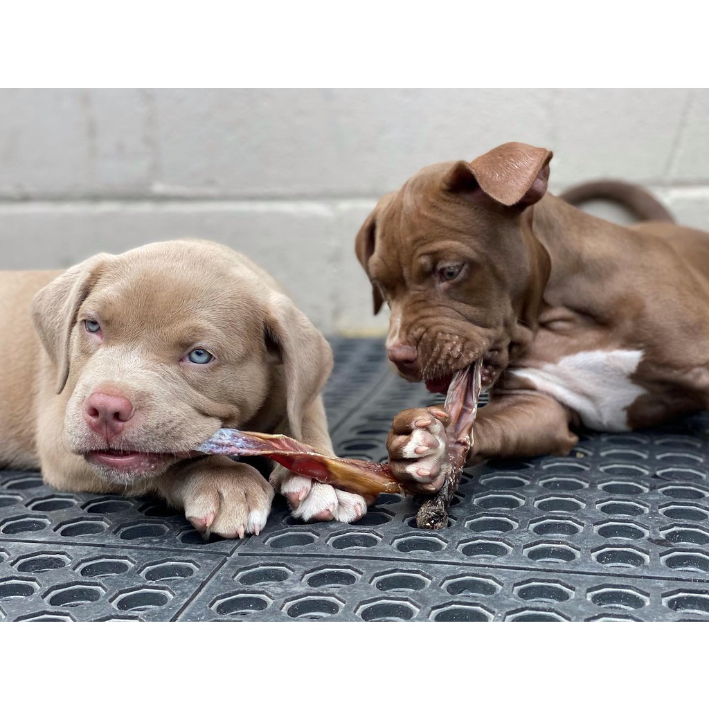 BULLY STICK JERKY FOR DOG & CAT -  DEHYDRATED SNACK TREATS GIGITAN ANJING