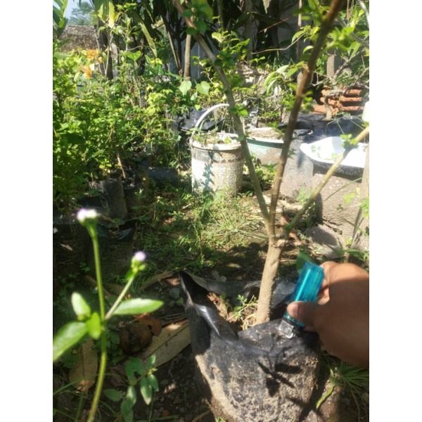 bibit bonsai sancang