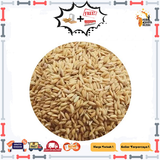 Gabah padi pakan ayam burung unggas 1 kg