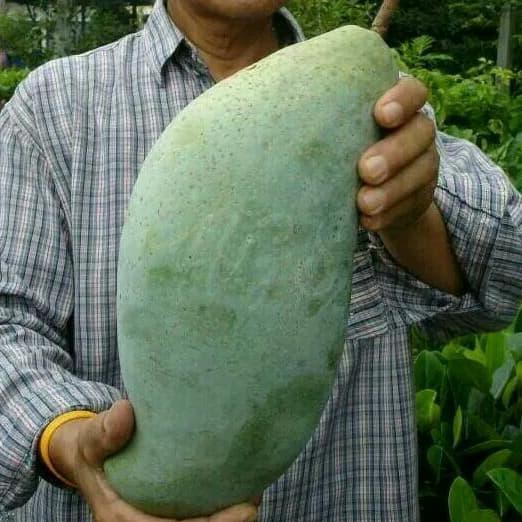 Bibit tanaman buah mangga mahatir