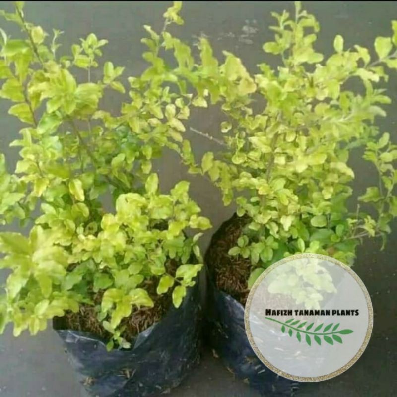 Tanaman Hias Bonsai Legistrum - Bonsai Legistrum Bibit Tanaman Hidup-,Bunga Hidup Murah Bunga Hiasan