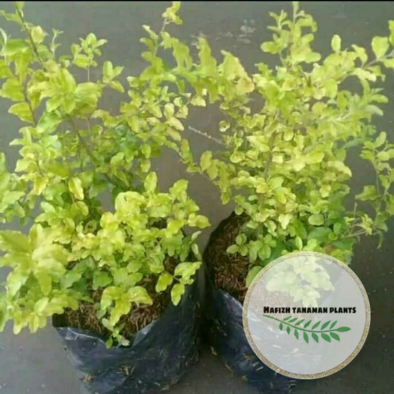 Jual Tanaman Hias Bonsai Legistrum Bonsai Legistrum Bibit Tanaman