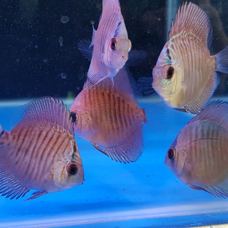 

ikan discus blue turquoise