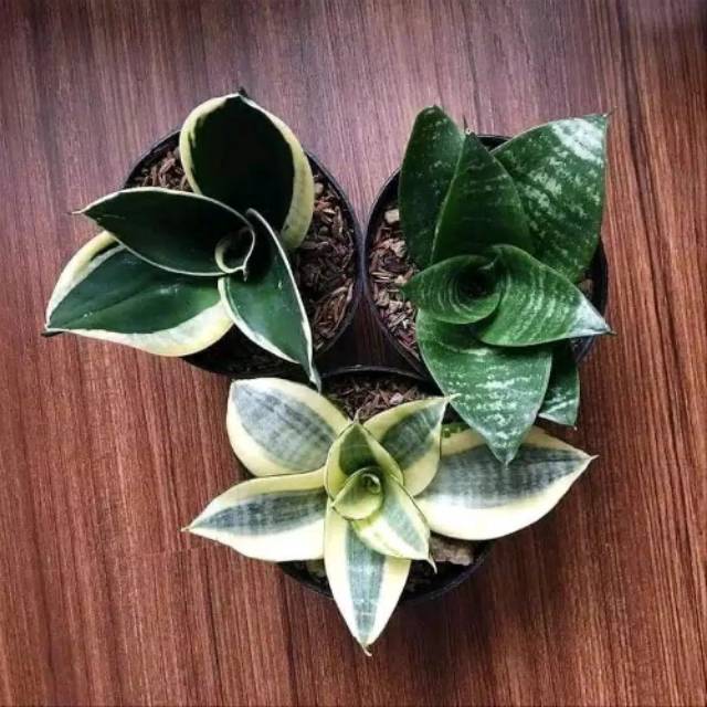 paket 3 jenis tanaman sansevieria mini - golden hahnii - pagoda mini - sansevieria hijau