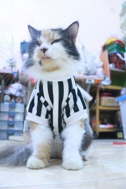 Kaos strip hitam putih lucu untuk kucing dan anjing / baju kucing murah size S M L XL